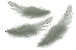 plume-longue-grise-2